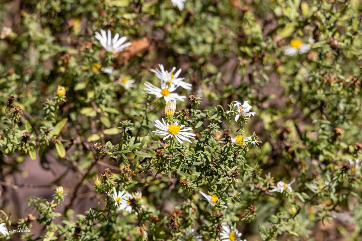 Why Seed Origin Matters for Native Plants