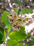 Allegheny Chinquapin
