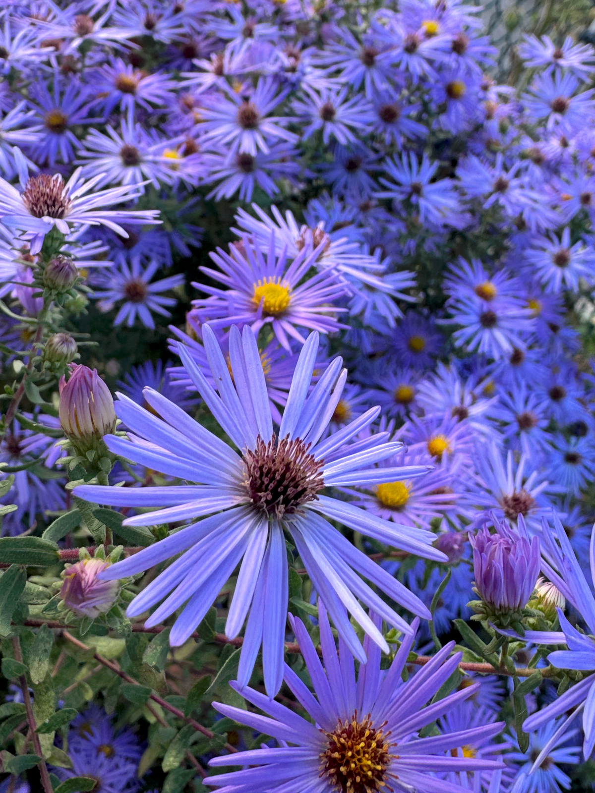Aromatic Aster
