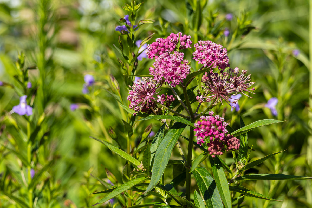 Swamp Milkweed