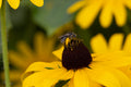 Black-Eyed Susan