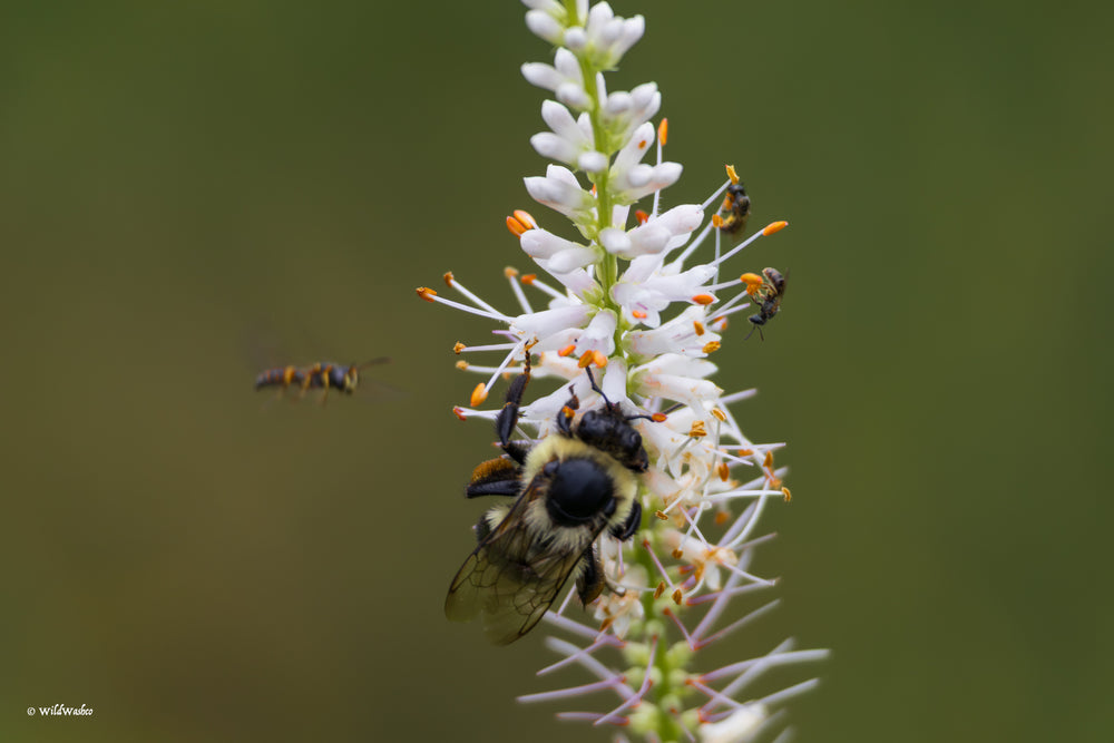 Culver's Root
