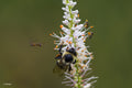 Culver's Root