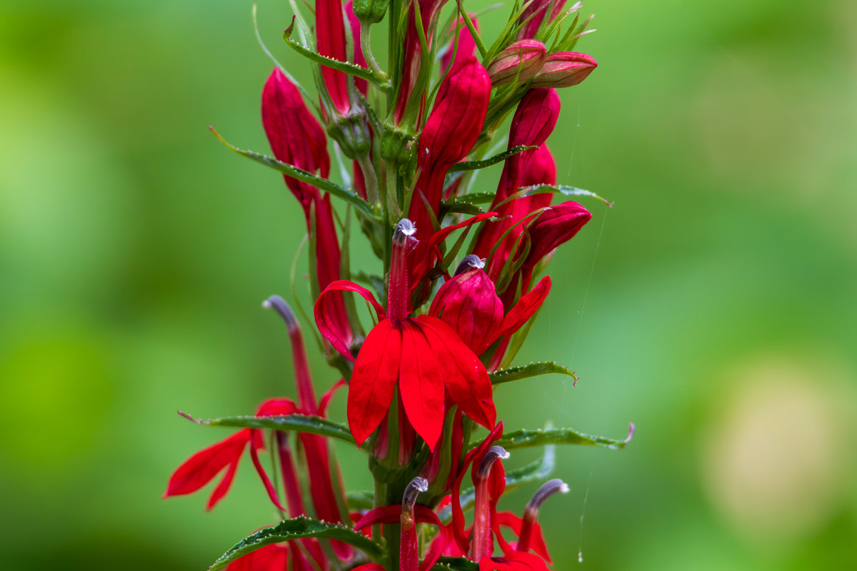 Cardinal Flower