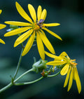 Whorled Rosinweed