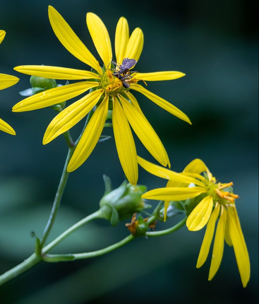 Whorled Rosinweed