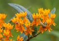 Butterfly Weed
