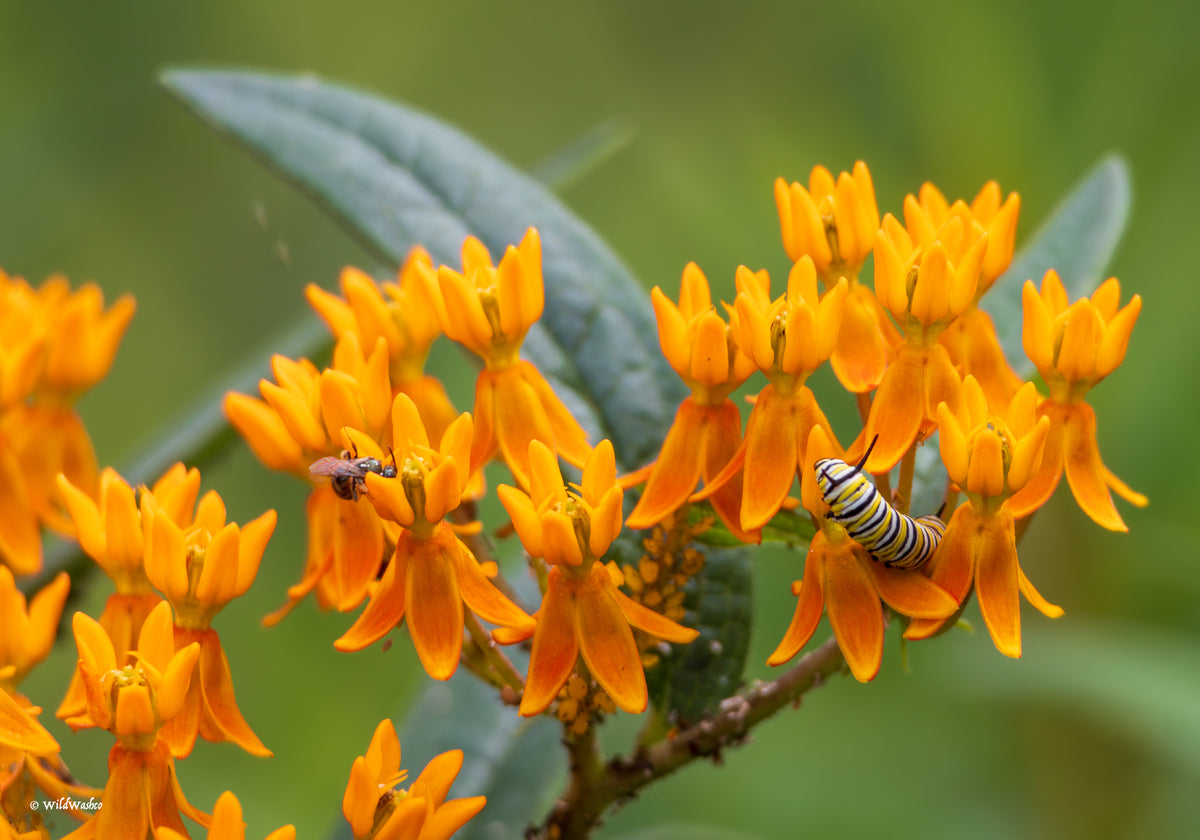 Butterfly Weed