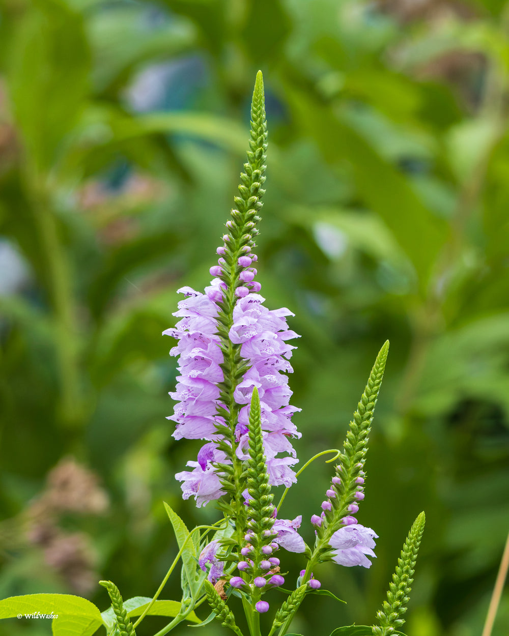 Obedient Plant