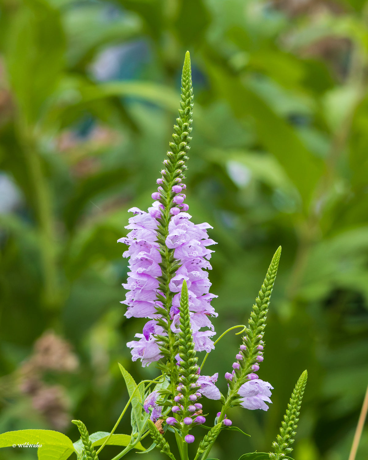 Obedient Plant