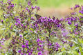 New York Ironweed
