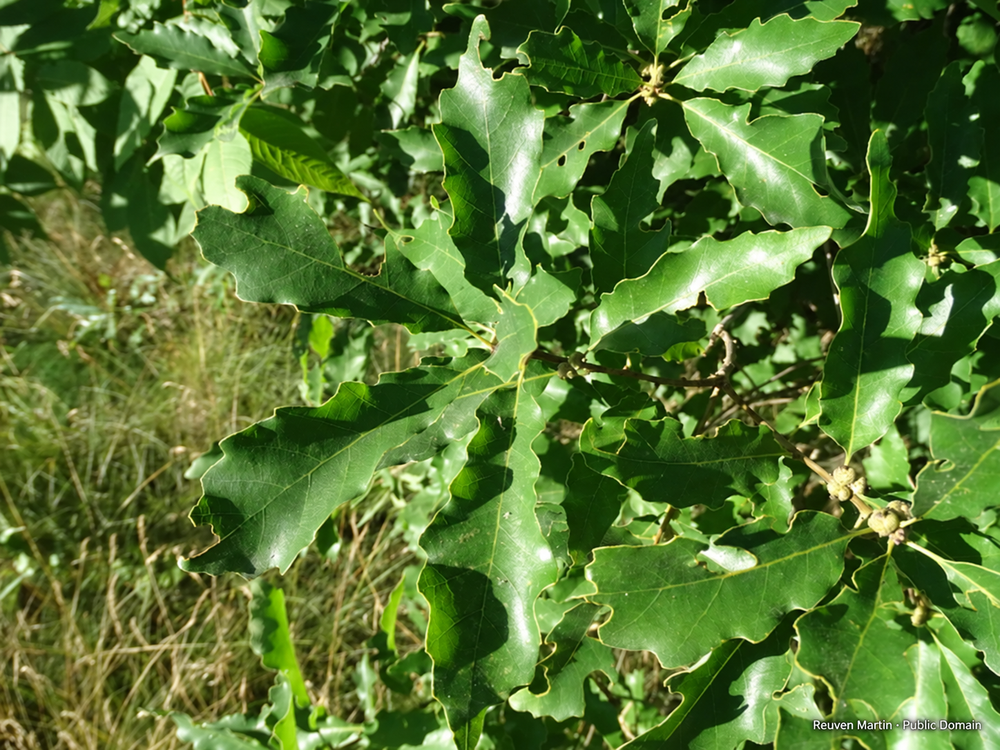 Dwarf Chinkapin Oak